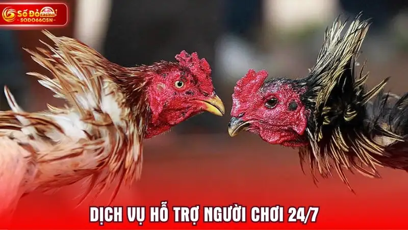 Dịch vụ hỗ trợ người chơi 24/7
