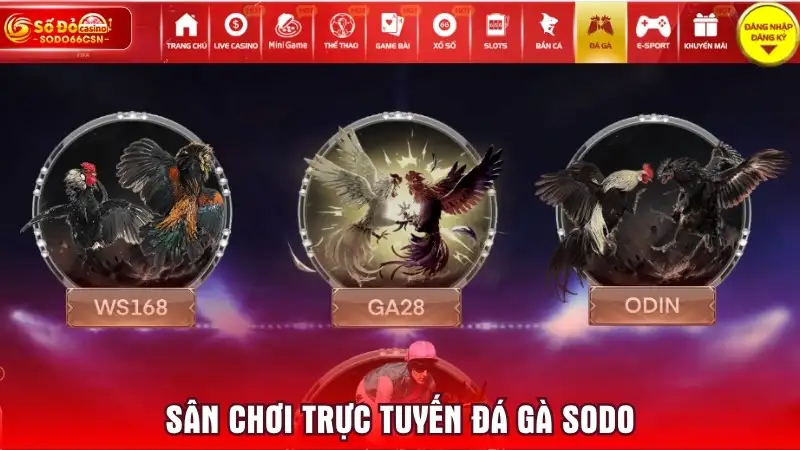 Sân chơi trực tuyến Đá Gà SODO