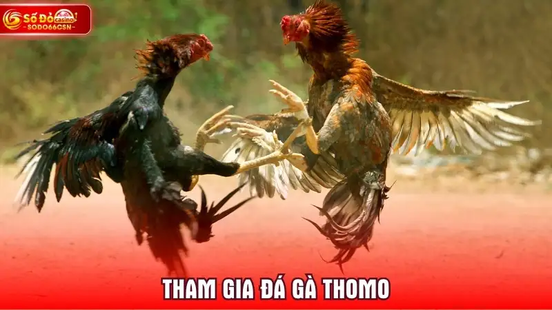 Tham gia Đá Gà Thomo