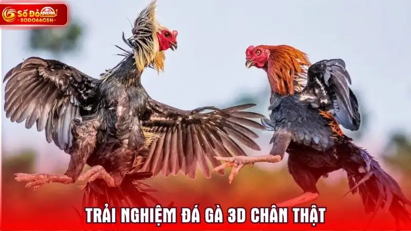 Trải nghiệm Đá Gà 3D chân thật