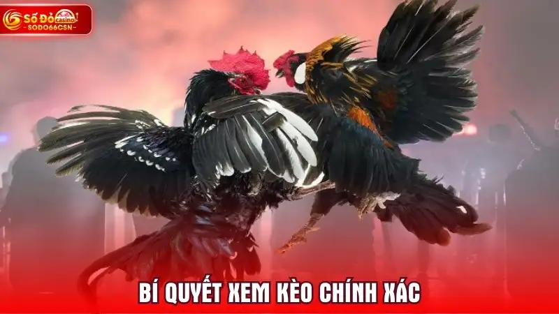 Bí quyết xem kèo chính xác