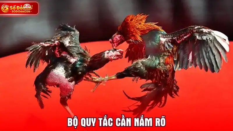 Bộ quy tắc cần nắm rõ
