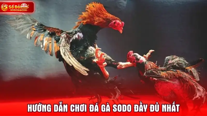 Hướng dẫn chơi đá gà SODO đầy đủ nhất