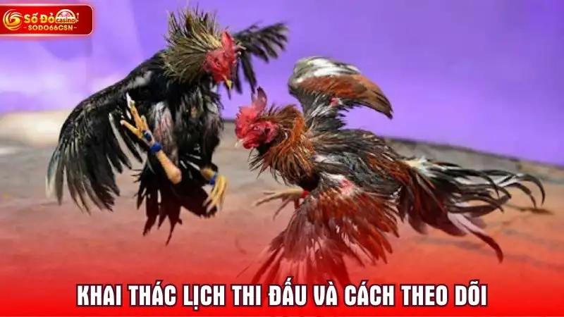 Khai thác lịch thi đấu và cách theo dõi