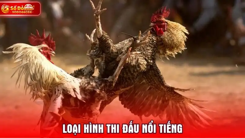 Loại hình thi đấu nổi tiếng
