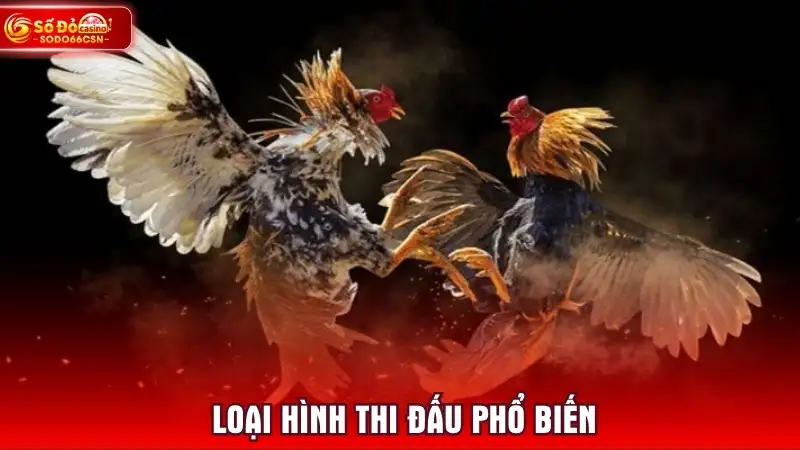 Loại hình thi đấu phổ biến